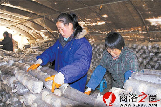 香菇大棚里，幾位村民正在忙碌地碼放料袋。香菇產業的發展，解決了當地數十名留守婦女的就業問題。