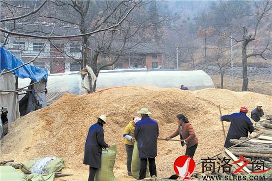 韓子坪村薪炭林資源豐富，群眾采取間伐或管護取枝的材料制作鋸末填充料袋，保證生產出味道鮮美的食用菌。