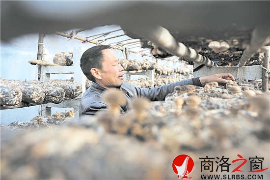 社員在大棚對香菇進行管護