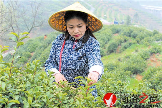 今年22歲的采茶女兼導游王蓉,把采茶當成一種樂趣。