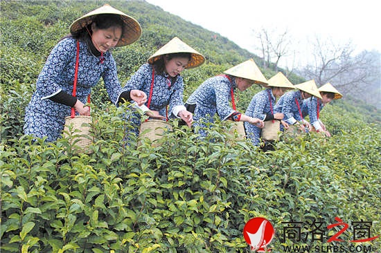 采茶時節,茶園與采茶女成為商南一道靚麗的風景。