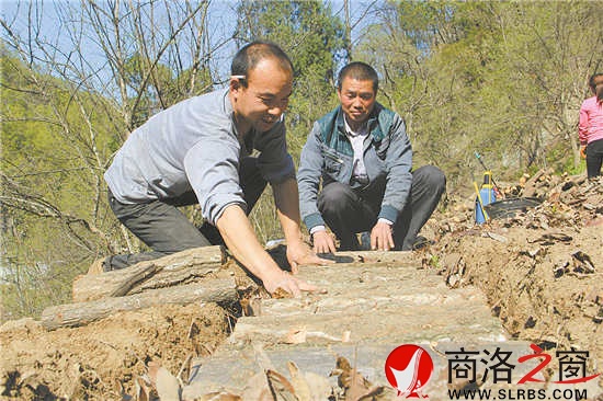 社員石立峰正在種植豬苓,趙實明在旁邊進行技術指導。