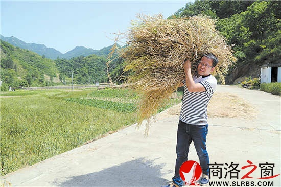 扛著收割的油菜往回趕