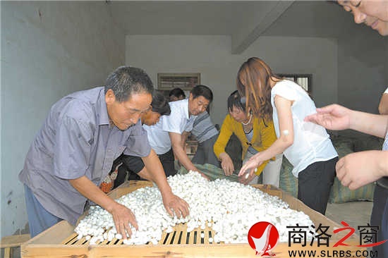 交售蠶繭,是蠶農忙碌又喜悅的時刻。