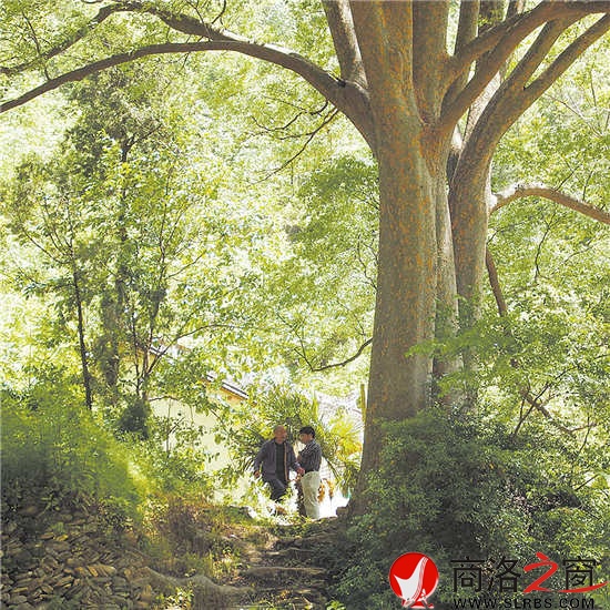 西泉街邊高大繁茂的古榔樹