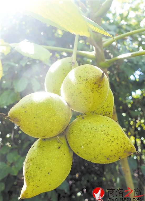 母樹周邊核桃楸結果情況