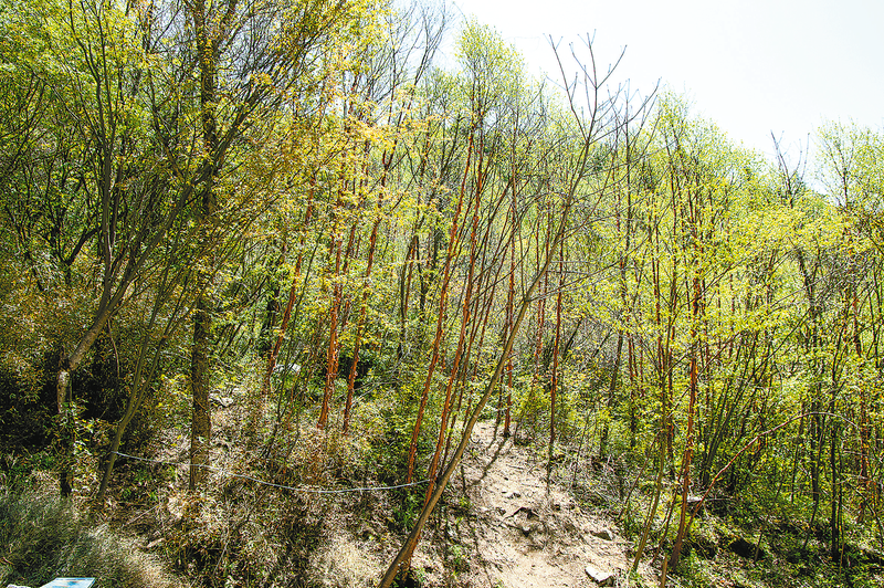 鎮安有座“迷魂陣”