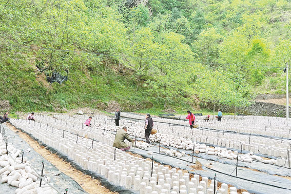 紅巖寺鎮木耳種植基地村民正在擺放菌包